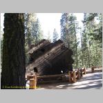 20060823_Sequoia_012 copia.jpg